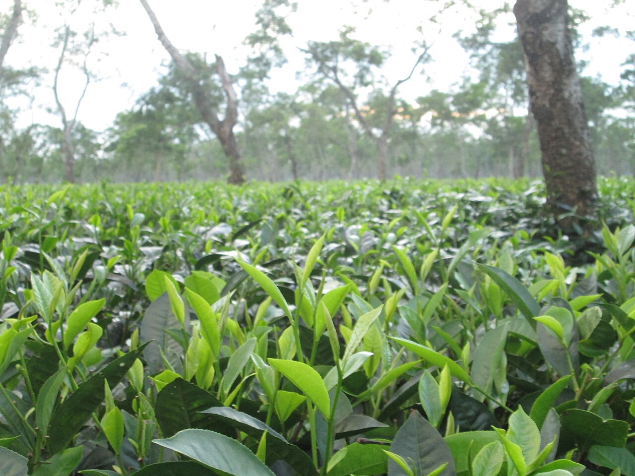 Tea garden in Assam with rows of tea plants.